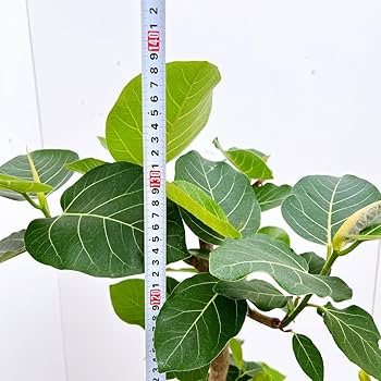 現品　フィカス　ゴムの木　グランディス　ブラウン　　34番　曲がり　特大　室内 Amazon｜フィカス ゴムの木 グランディス ブラウン 34番 曲がり